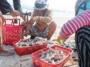 Xem ăn chơi - Thứ trước đây cho heo ăn, nay thành đặc sản giúp người bắt kiếm tiền triệu/ngày