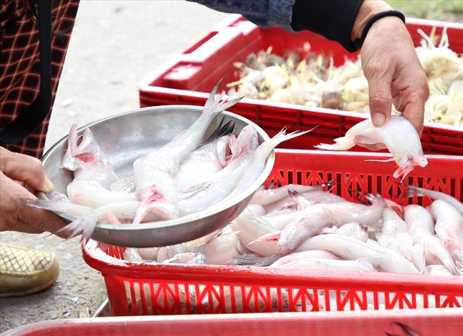 Thứ trước đây cho heo ăn, nay thành đặc sản giúp người bắt kiếm tiền triệu/ngày - 1