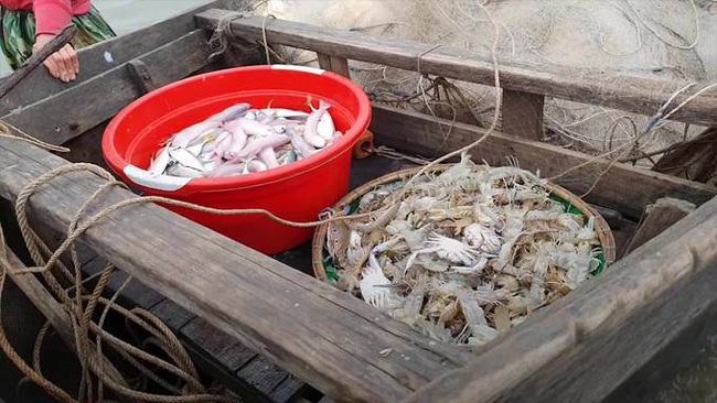 Thứ trước đây cho heo ăn, nay thành đặc sản giúp người bắt kiếm tiền triệu/ngày - 5