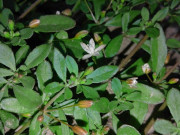 Sức khỏe - Rau đắng có tác dụng gì?