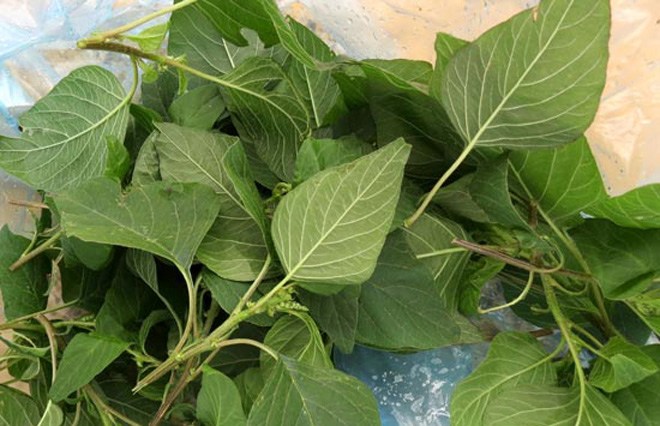 Thứ mọc hoang dại ven đường có công dụng không ngờ, là món ăn bổ dưỡng của nông dân - 1