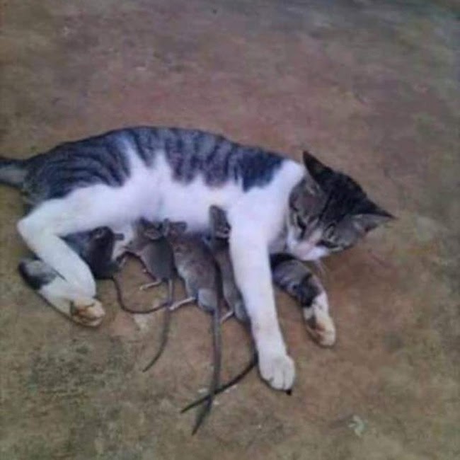 Loạt ảnh khiến bạn amp;#34;đứng hìnhamp;#34; trong 1 giây: Có gì đó sai sai ở đây - 11