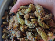 Xem ăn chơi - Thứ cho không ai dám lấy bỗng thành đặc sản tiền triệu, chế biến được nhiều món ăn lạ