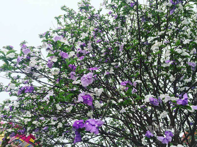 Choáng váng cây hoa nhài Nhật amp;#34;khủngamp;#34; hoa biến đổi màu sắc - 2