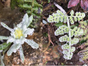 Xem ăn chơi - Ảnh độc quyền: Băng tuyết phủ trắng xóa cành cây, hoa lá trên núi Lảo Thẩn vô cùng thích mắt