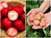 Nhà đẹp - Những loại rau củ gây "lú" nhất hệ mặt trời, có 1 loại từng cực hot ở Việt Nam