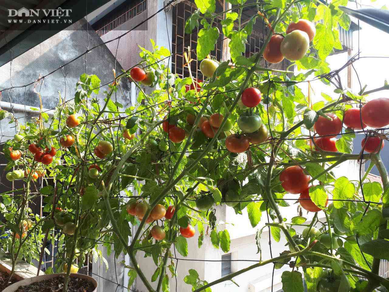 Mẹ đảm mách cách trồng cà chua trên ban công cho quả sai trĩu trịt - 4
