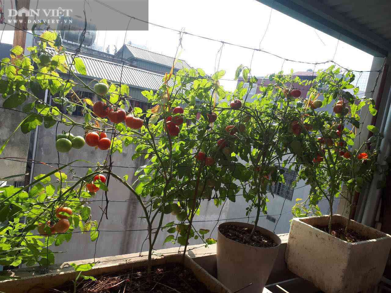 Mẹ đảm mách cách trồng cà chua trên ban công cho quả sai trĩu trịt - 3