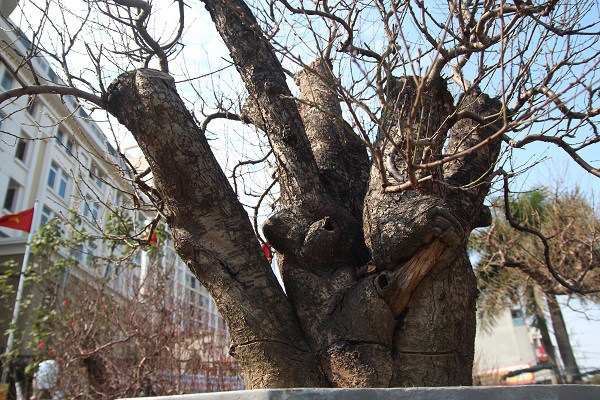 Đào amp;#34;khủngamp;#34; giá trăm triệu xuống phố khoe sắc, chờ đại gia amp;#34;rướcamp;#34; về trưng Tết 2021 - 2