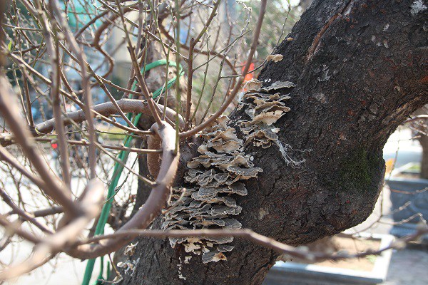 Đào amp;#34;khủngamp;#34; giá trăm triệu xuống phố khoe sắc, chờ đại gia amp;#34;rướcamp;#34; về trưng Tết 2021 - 3