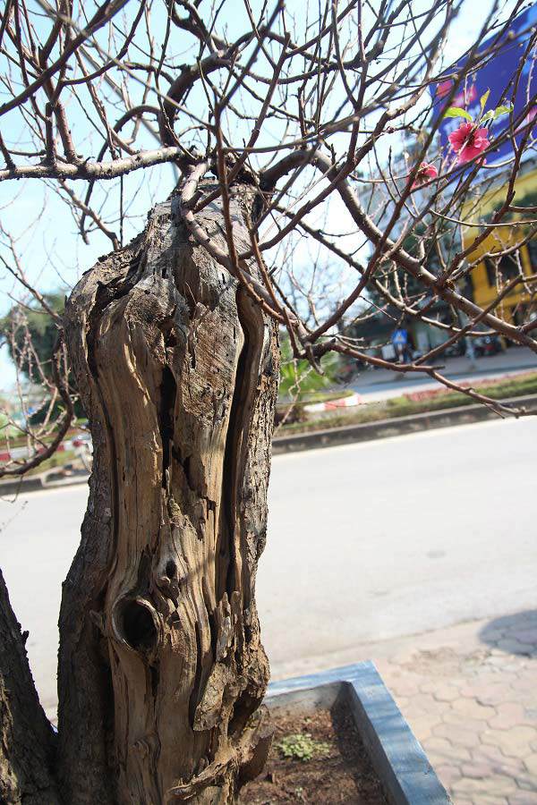 Đào amp;#34;khủngamp;#34; giá trăm triệu xuống phố khoe sắc, chờ đại gia amp;#34;rướcamp;#34; về trưng Tết 2021 - 4