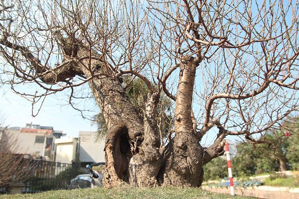 Đào amp;#34;khủngamp;#34; giá trăm triệu xuống phố khoe sắc, chờ đại gia amp;#34;rướcamp;#34; về trưng Tết 2021 - 5