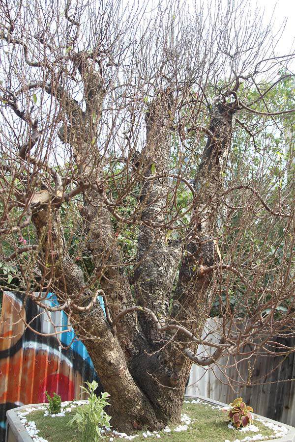 Đào amp;#34;khủngamp;#34; giá trăm triệu xuống phố khoe sắc, chờ đại gia amp;#34;rướcamp;#34; về trưng Tết 2021 - 6