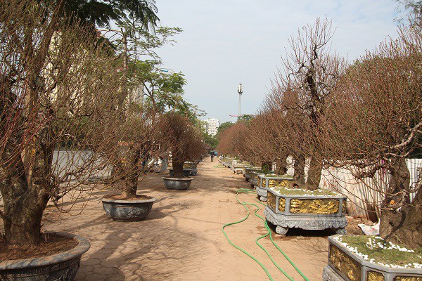 Đào amp;#34;khủngamp;#34; giá trăm triệu xuống phố khoe sắc, chờ đại gia amp;#34;rướcamp;#34; về trưng Tết 2021 - 7