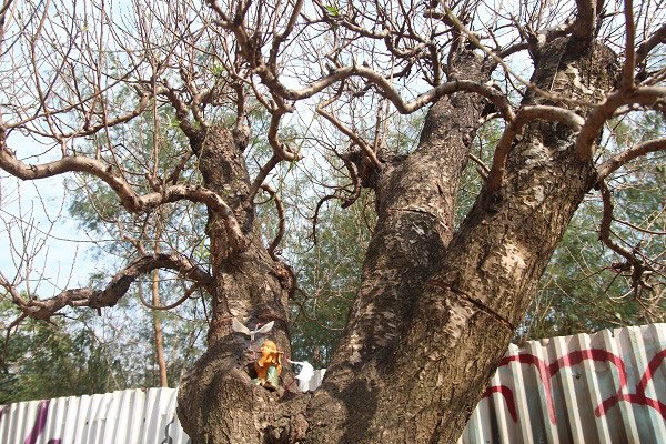 Đào amp;#34;khủngamp;#34; giá trăm triệu xuống phố khoe sắc, chờ đại gia amp;#34;rướcamp;#34; về trưng Tết 2021 - 10