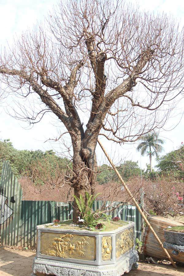 Đào amp;#34;khủngamp;#34; giá trăm triệu xuống phố khoe sắc, chờ đại gia amp;#34;rướcamp;#34; về trưng Tết 2021 - 8