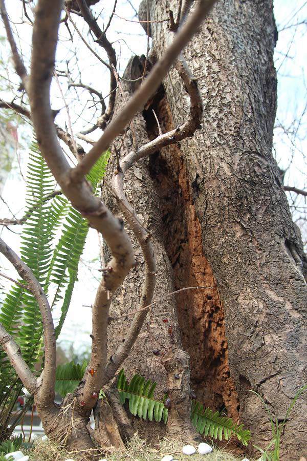 Đào amp;#34;khủngamp;#34; giá trăm triệu xuống phố khoe sắc, chờ đại gia amp;#34;rướcamp;#34; về trưng Tết 2021 - 9