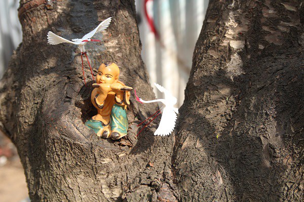 Đào amp;#34;khủngamp;#34; giá trăm triệu xuống phố khoe sắc, chờ đại gia amp;#34;rướcamp;#34; về trưng Tết 2021 - 11