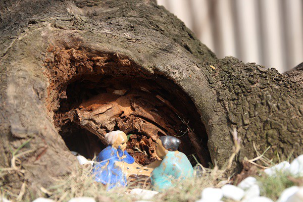 Đào amp;#34;khủngamp;#34; giá trăm triệu xuống phố khoe sắc, chờ đại gia amp;#34;rướcamp;#34; về trưng Tết 2021 - 12