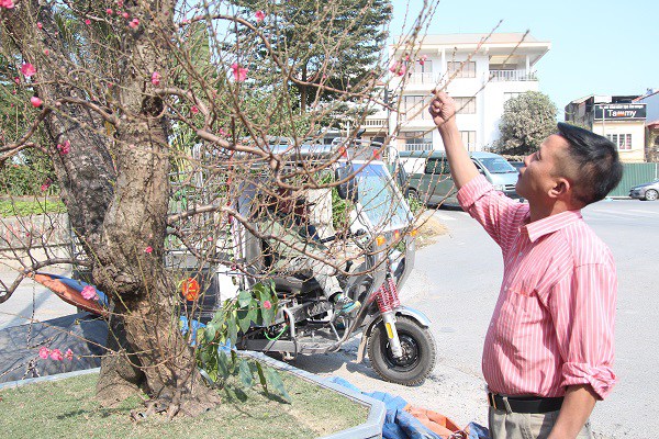 Đào amp;#34;khủngamp;#34; giá trăm triệu xuống phố khoe sắc, chờ đại gia amp;#34;rướcamp;#34; về trưng Tết 2021 - 1