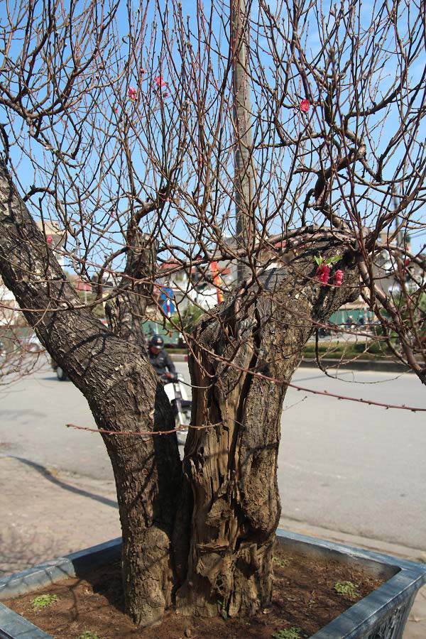 Đào amp;#34;khủngamp;#34; giá trăm triệu xuống phố khoe sắc, chờ đại gia amp;#34;rướcamp;#34; về trưng Tết 2021 - 13