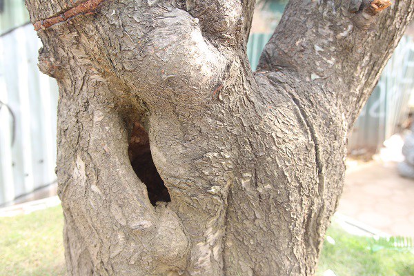 Đào amp;#34;khủngamp;#34; giá trăm triệu xuống phố khoe sắc, chờ đại gia amp;#34;rướcamp;#34; về trưng Tết 2021 - 14