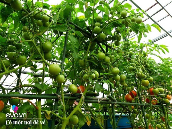 Mẹ Hưng Yên cẩu đất lên sân thượng trồng cà chua, vài tháng sau được cả vườn sai lúc lỉu - 11
