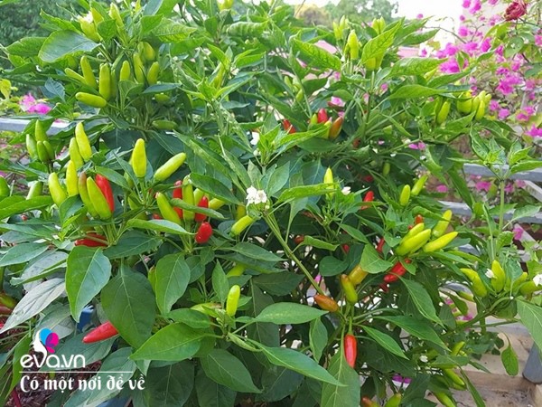 Mẹ Hưng Yên cẩu đất lên sân thượng trồng cà chua, vài tháng sau được cả vườn sai lúc lỉu - 19