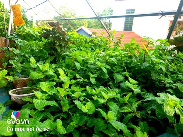 Mẹ Hưng Yên cẩu đất lên sân thượng trồng cà chua, vài tháng sau được cả vườn sai lúc lỉu - 20