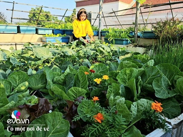 Mẹ Hưng Yên cẩu đất lên sân thượng trồng cà chua, vài tháng sau được cả vườn sai lúc lỉu - 4