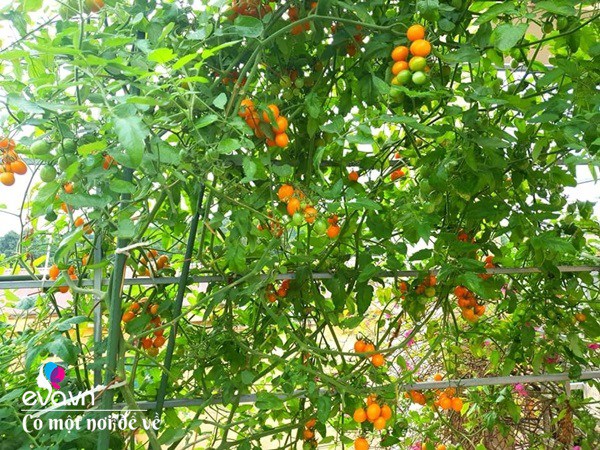 Mẹ Hưng Yên cẩu đất lên sân thượng trồng cà chua, vài tháng sau được cả vườn sai lúc lỉu - 16