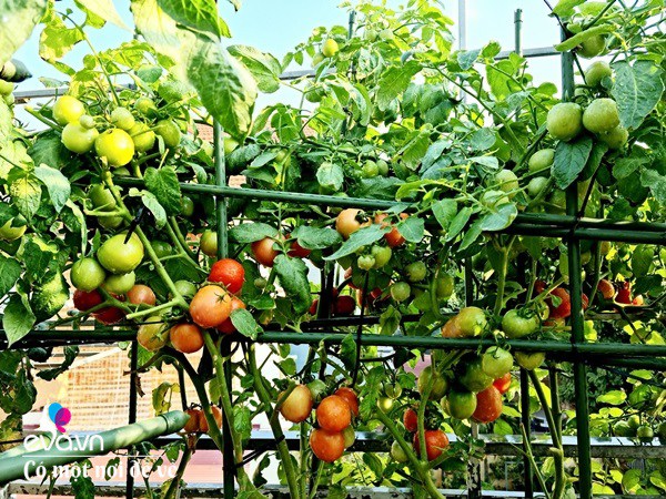 Mẹ Hưng Yên cẩu đất lên sân thượng trồng cà chua, vài tháng sau được cả vườn sai lúc lỉu - 15
