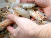 Bếp Eva - Tôm mua về đừng cho ngay vào tủ lạnh, thêm 1 nguyên liệu tôm để lâu vẫn tươi như mới