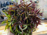 Xem ăn chơi - Thứ mọc dại trở thành đặc sản nổi tiếng được ví như nhân sâm, ăn một miếng nhớ cả đời