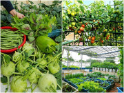 Nhà đẹp - Mẹ Hưng Yên cẩu đất lên sân thượng trồng cà chua, vài tháng sau được cả vườn sai lúc lỉu