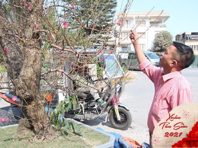 Đào khủng giá trăm triệu xuống phố khoe sắc, chờ đại gia rước về trưng Tết 2021