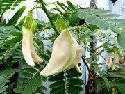 Xem ăn chơi - Thứ mọc dại ven ruộng trở thành đặc sản nổi tiếng không thể thiếu tại các nhà hàng