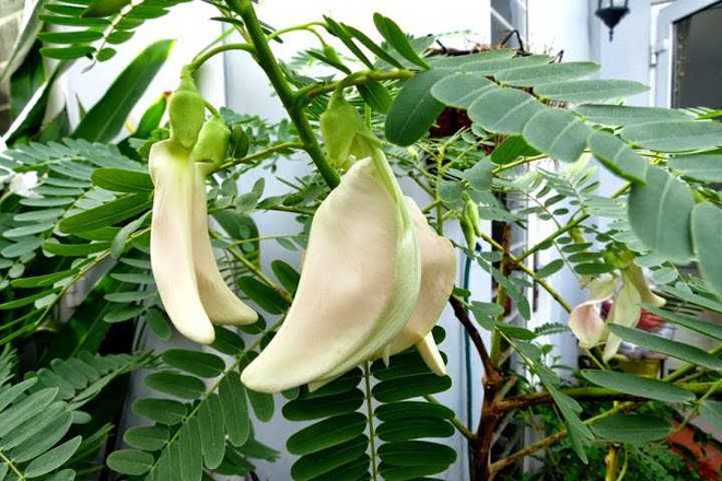 Thứ mọc dại ven ruộng trở thành đặc sản nổi tiếng không thể thiếu tại các nhà hàng - 1