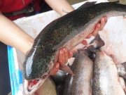 Tiêu dùng - Loại cá “nhà giàu” rớt giá rẻ như thịt lợn, chị em thi nhau mua về thưởng thức
