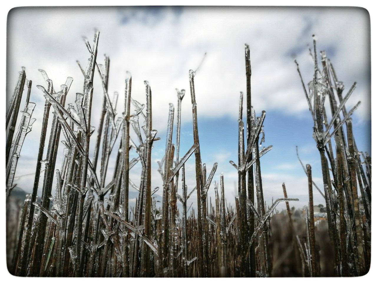 Lào Cai: Lạnh -3 độ C, Y Tý như chiếc tủ lạnh khổng lồ - 13