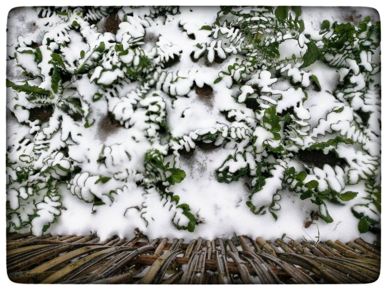 Lào Cai: Lạnh -3 độ C, Y Tý như chiếc tủ lạnh khổng lồ - 15