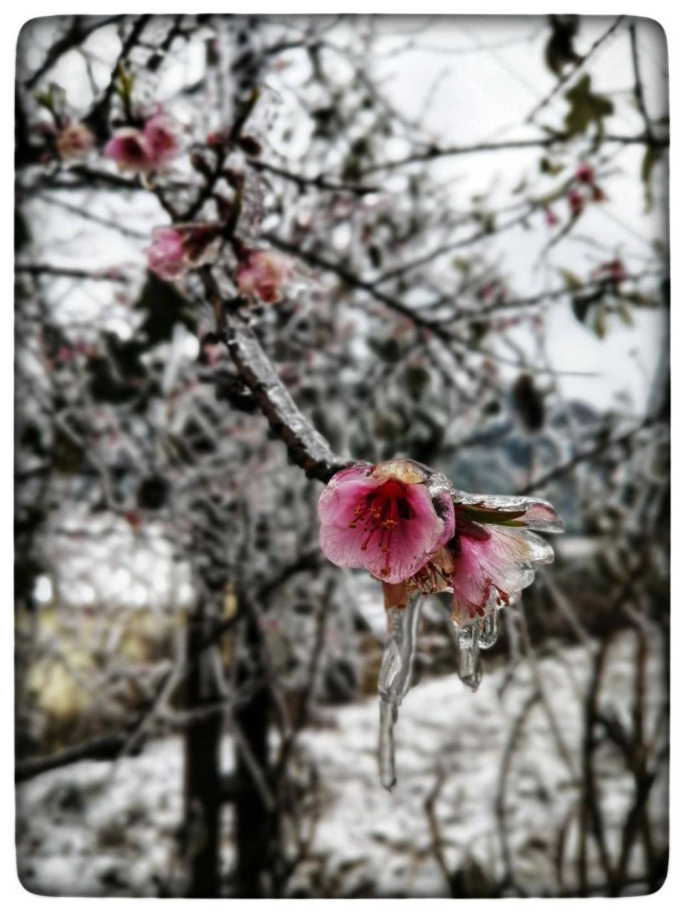 Lào Cai: Lạnh -3 độ C, Y Tý như chiếc tủ lạnh khổng lồ - 18