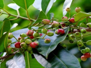 Sức khỏe - Tác dụng của lá vối, uống nước lá vối có giúp giảm cân không?