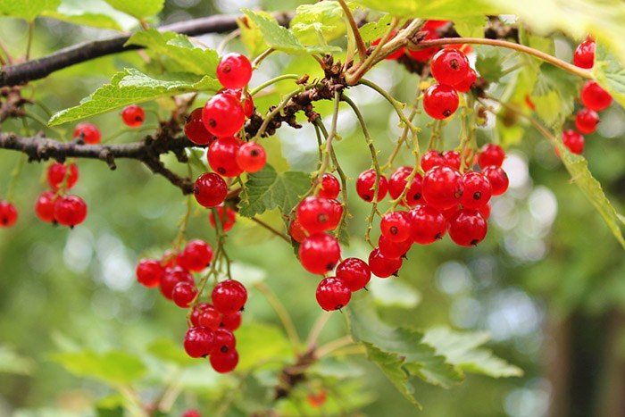 Những loại quả mọc dại đầy đường ở nước ngoài, về Việt Nam đội giá trên trời - 4