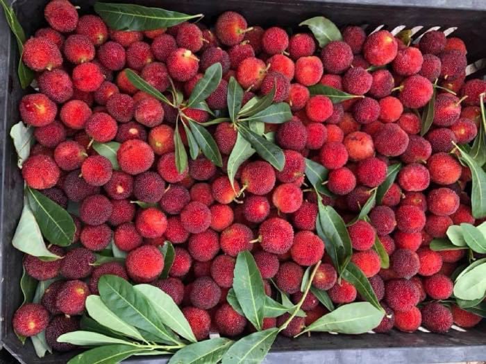 Những loại quả mọc dại đầy đường ở nước ngoài, về Việt Nam đội giá trên trời - 1