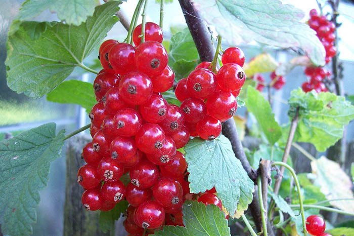 Những loại quả mọc dại đầy đường ở nước ngoài, về Việt Nam đội giá trên trời - 3