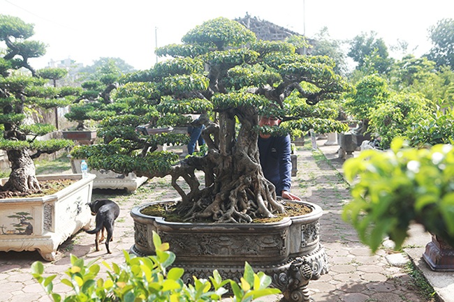 Mãn nhãn sanh cổ trăm tuổi có tên lạ, giá 5 tỷ đồng ở Hà Nội - 5