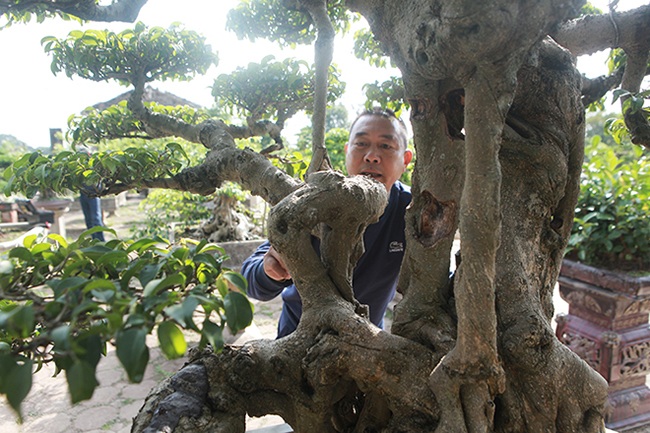 Mãn nhãn sanh cổ trăm tuổi có tên lạ, giá 5 tỷ đồng ở Hà Nội - 7