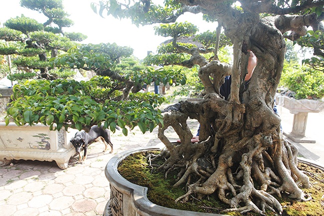 Mãn nhãn sanh cổ trăm tuổi có tên lạ, giá 5 tỷ đồng ở Hà Nội - 8