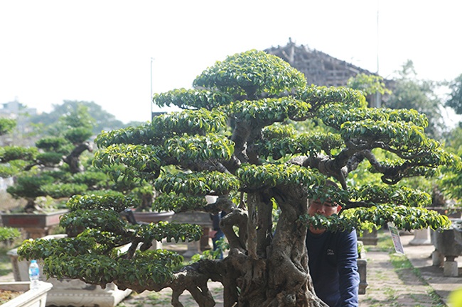 Mãn nhãn sanh cổ trăm tuổi có tên lạ, giá 5 tỷ đồng ở Hà Nội - 9